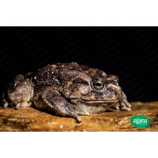 Bufo Regularis